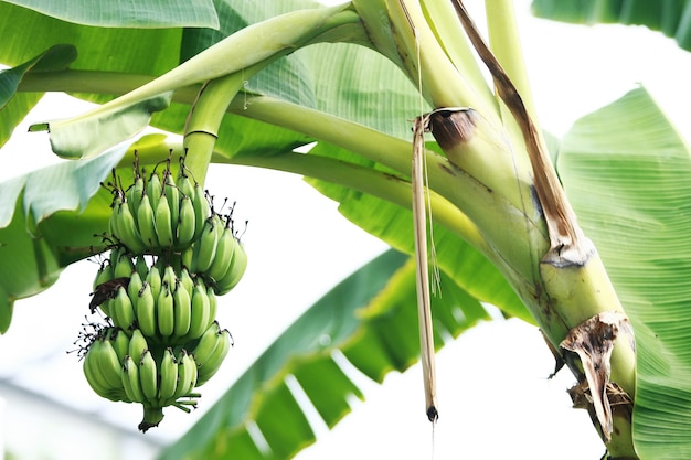 Plátano en el banano en el jardín.