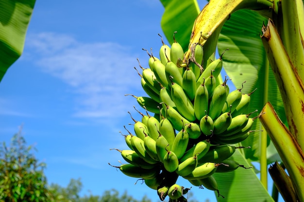 El plátano da frutos en el jardín.