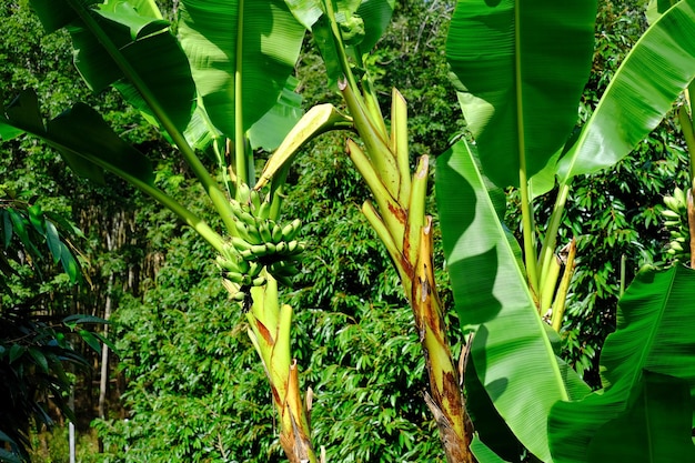 El plátano da frutos en el jardín.