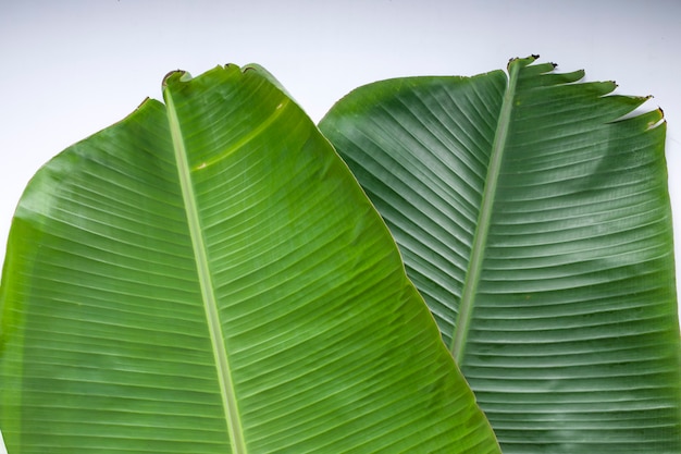 Foto plátano leaffresh fondo de textura de hoja de plátano tierno verde