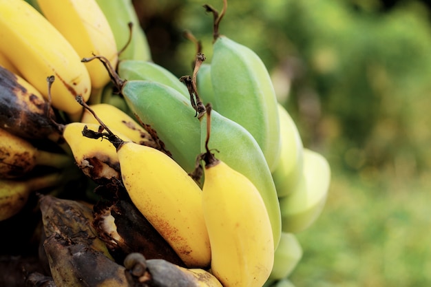 Plátano maduro y podrido en finca con luz solar.