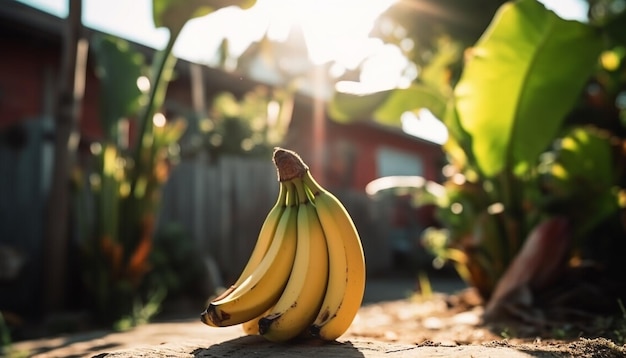 Plátano orgánico maduro fresco de granja tropical generado por inteligencia artificial