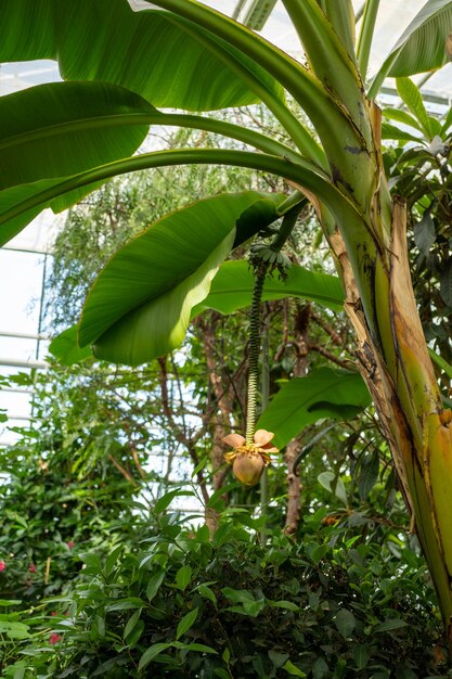 Foto un plátano una planta terrestre con una flor amarilla colgando de ella