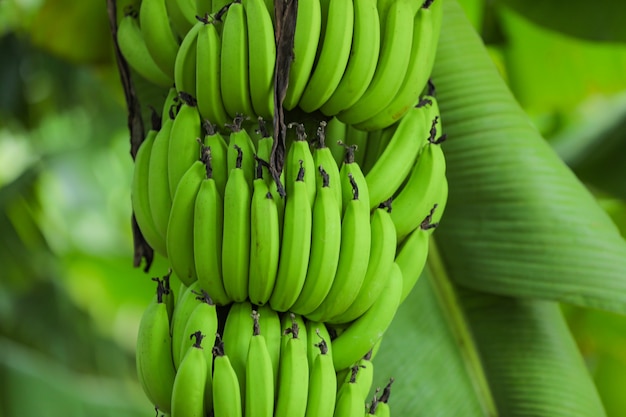 Plátano verde en el campo bananero