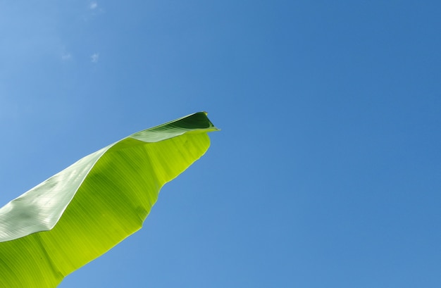 El plátano verde se va con el cielo azul claro.