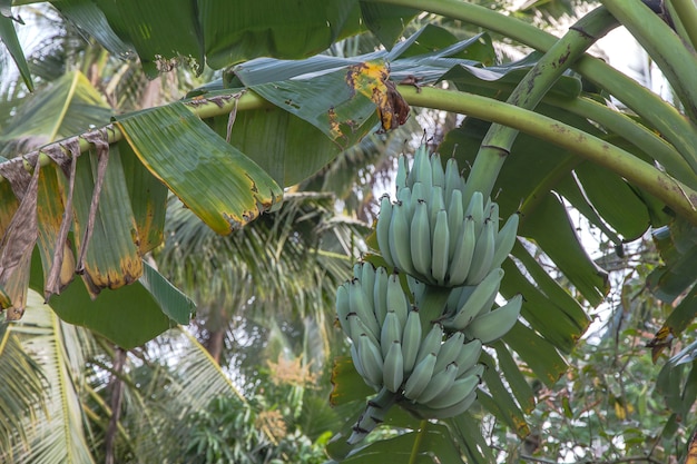 Plátano verde en plátano