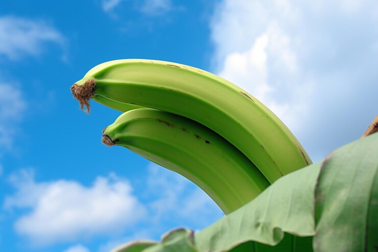 Foto plátano verde de primer plano contra el cielo bocadillo natural fruta fresca fotografía de imágenes de plátano