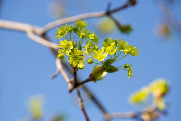 Las platanoides de acero florecen en primavera en la naturaleza sobre un fondo celeste