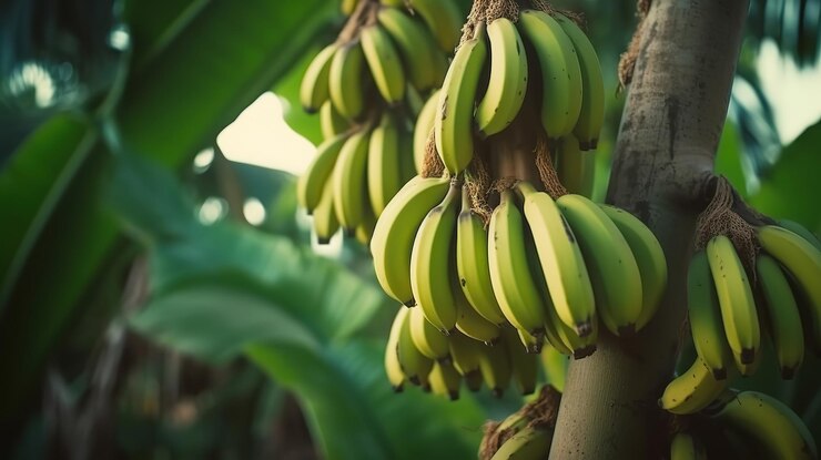 Plátanos Grenn en un cultivo de frutas de palma en la plantación de la isla de tenerife Ai generativo