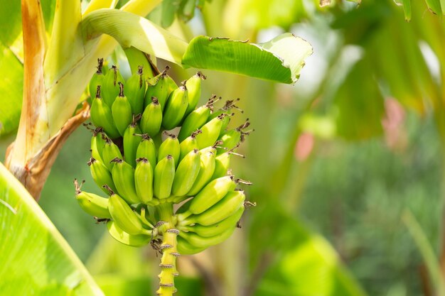 Los plátanos madurando en un árbol.