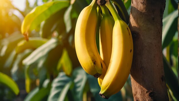 plátanos maduros que crecen en la naturaleza