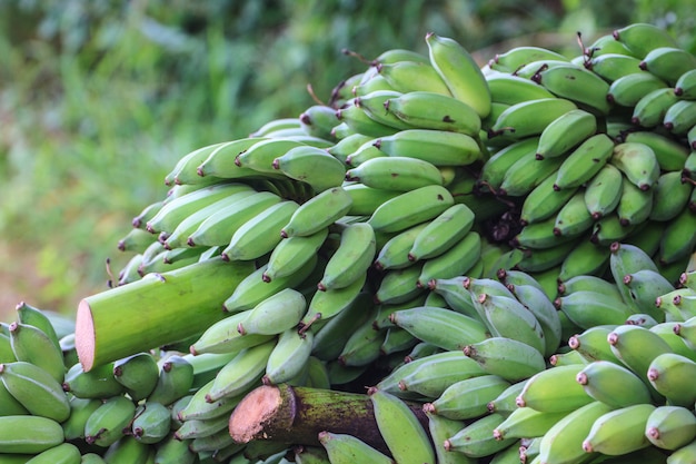 Plátanos, plátano cultivado tailandés