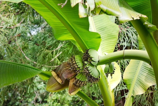 Plátanos verdes jóvenes inmaduros en la rama del primer plano del árbol de plátanos.