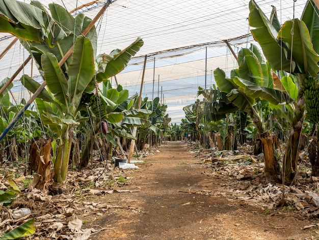 Plátanos verdes en una plantación de invernadero Gran Canaria Islas Canarias españa