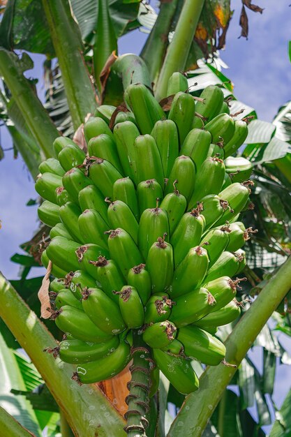 Foto plátanos verdes que crecen en la planta de las islas canarias españa