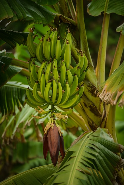 Plátanos verdes