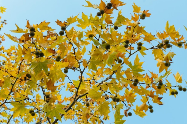 Foto platanus árvore de outono com folhas amarelas contra um céu azul