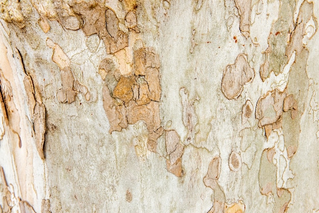 Platanus Baumstamm Textur Hintergrund.