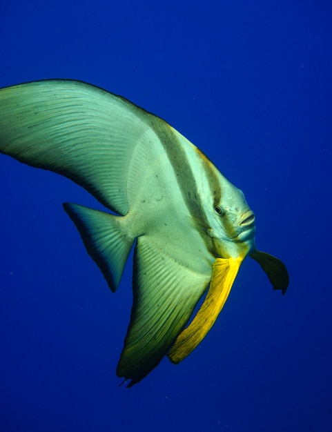 Platax orbicularis ou peixe-morcego orbicular nadando debaixo d'água no mar