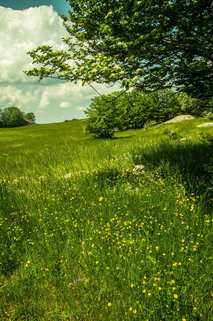 Foto plateau von retord in ain in frankreich