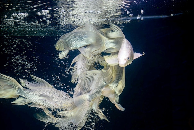 Platinkarpfen fischt im Aquariumschrank im schwarzen Hintergrund