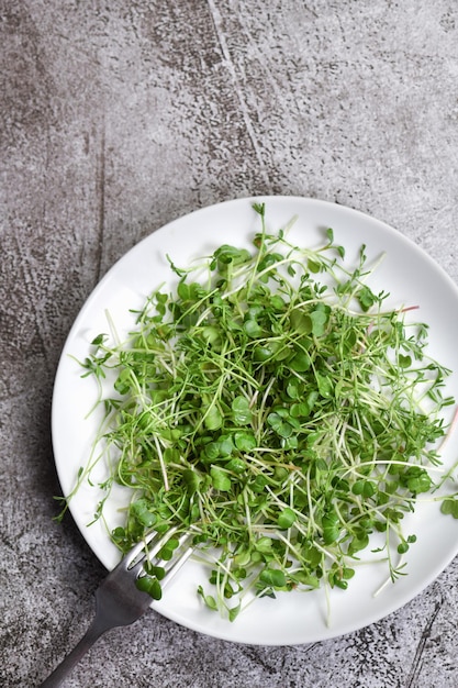 Foto un plato con diferentes variedades de brotes de microgreen germinados en una mesa de hormigón