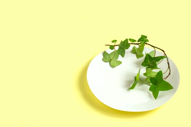 Plato de papel desechable ecológico con rama de planta verde