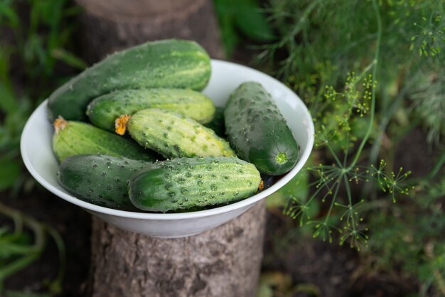 Foto plato de pepinos orgánicos recién recogidos cosecha de verano pepinos frescos de cosecha propia ecoproductos