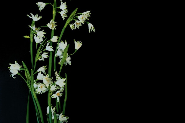 Platte Postkarte für den Todesbegräbnis Weiße Schneeflockenblumen auf schwarzem Hintergrund