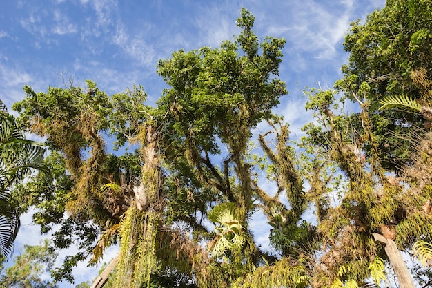 Platycerio en un árbol