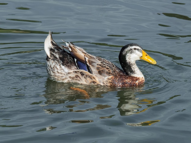 Platyrhynchos macho Mallard Anas