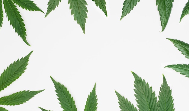 Platz für Text mit schönen grünen Cannabisblättern isoliert auf weißem Hintergrund