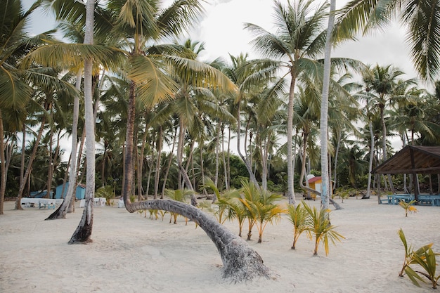 Playa aislada en la Isla Saona La Romana República Dominicana