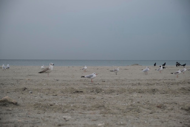 Una playa con algunas gaviotas y un pájaro en la arena.