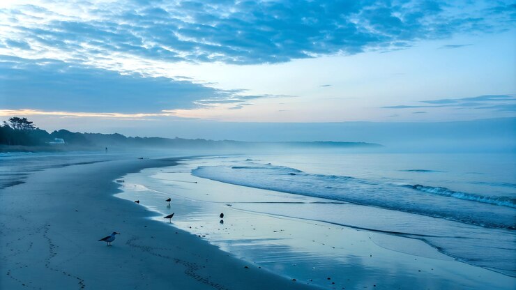 una playa con algunos pájaros en ella y un cielo azul con algunas nubes