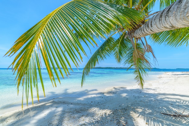 Playa de arena blanca con palmeras de coco turquesa azul agua tropical isla