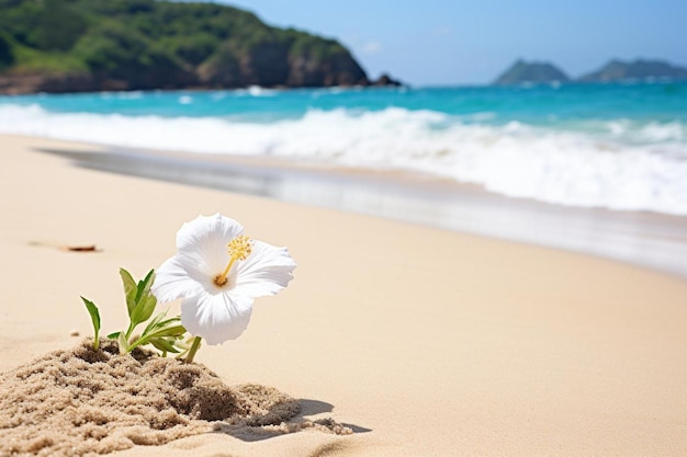 Foto playa de arena con flores blancas