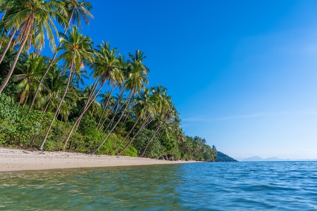 Playa de arena de una isla tropical desierta paradisíaca. Las palmeras sobresalen en la playa. Arena blanca. Agua azul del océano. Descansa lejos de las personas