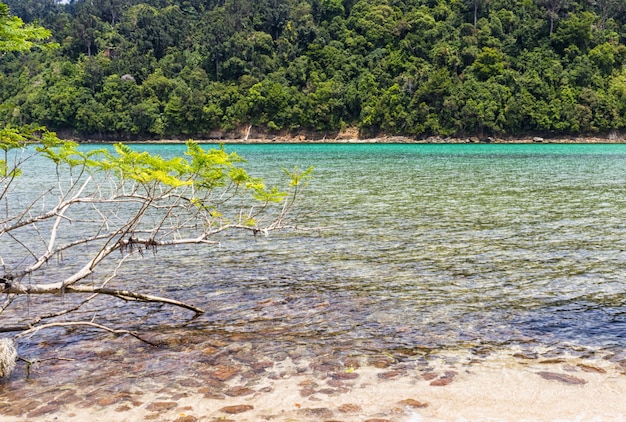 Playa de arena en una isla tropical