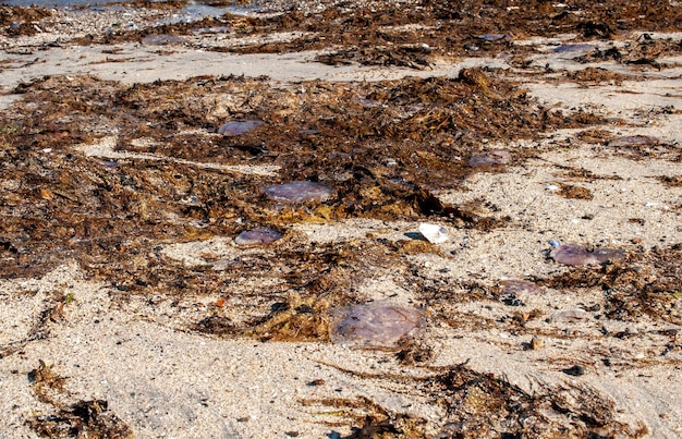 playa de arena en Noruega con algas marinas y medusas visibles