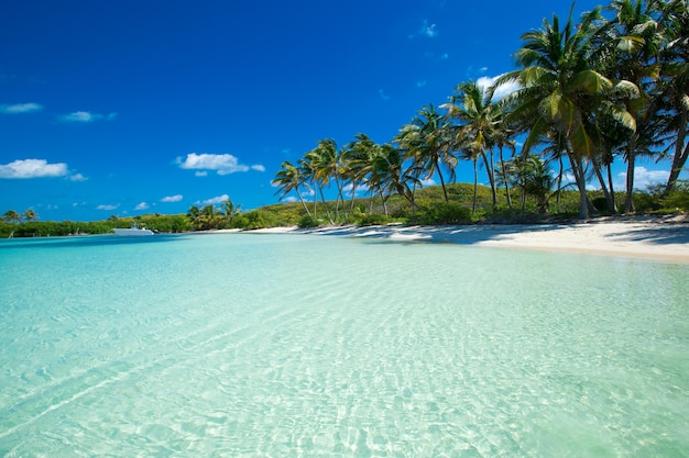 Playa de arena con palmeras