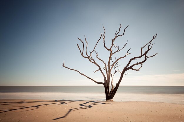 Foto playa de la bahía botánica