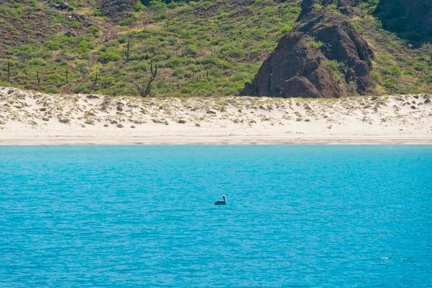 playa de baja california agua cristalina arena blanca paraíso tropical panorama