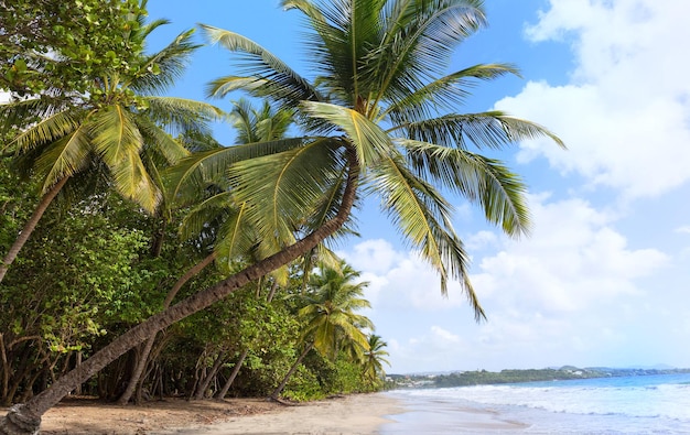 La playa caribeña isla de Martinica