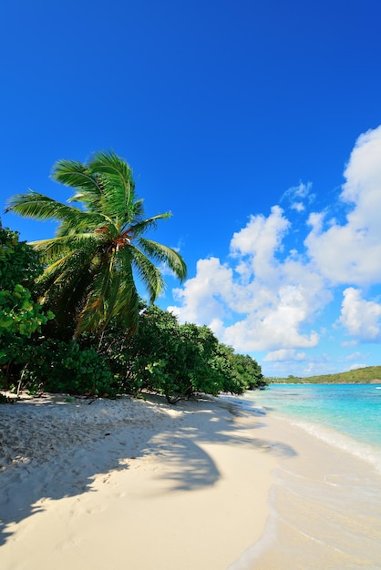 Playa colorida con cocoteros y cielo azul en St John, Virgin Island.