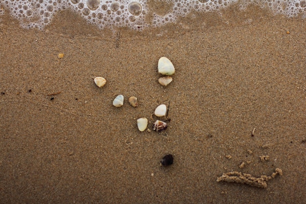 Foto una playa con conchas y una ola.