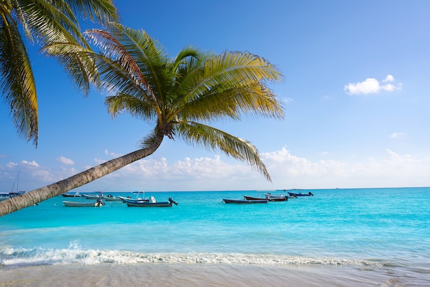 Playa del Carmen praia palmeiras México