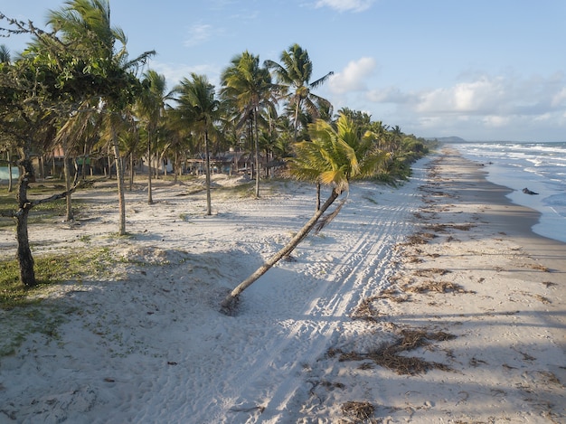 Playa desierta con cocoteros en la costa de Bahía Brasil