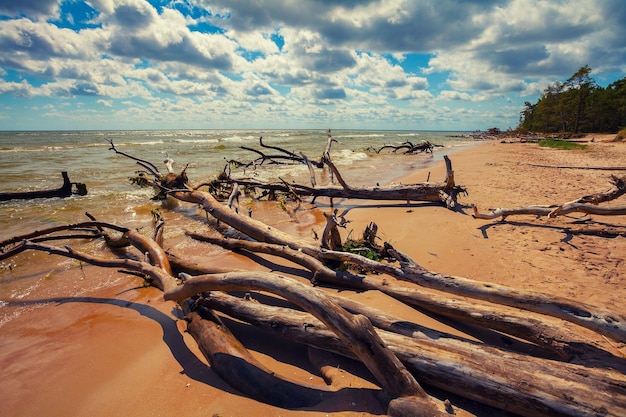 Playa desierta salvaje con árboles caídos Cape Kolka Letonia