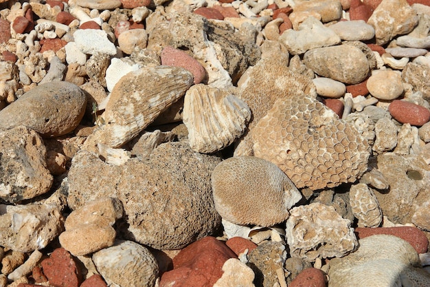 La playa Dihamri en la isla de Socotra Océano Índico Yemen